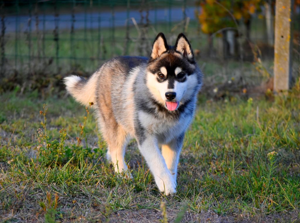 Nykita triumphant beauty