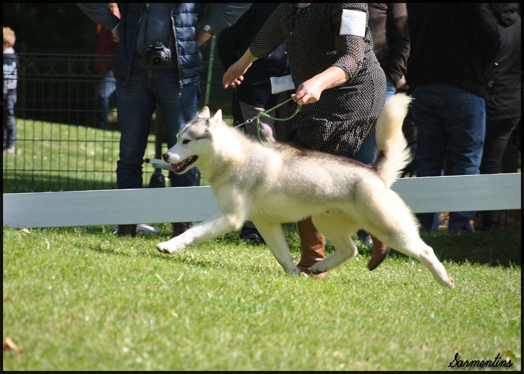 CH. Mister showman du chalet des edelweiss