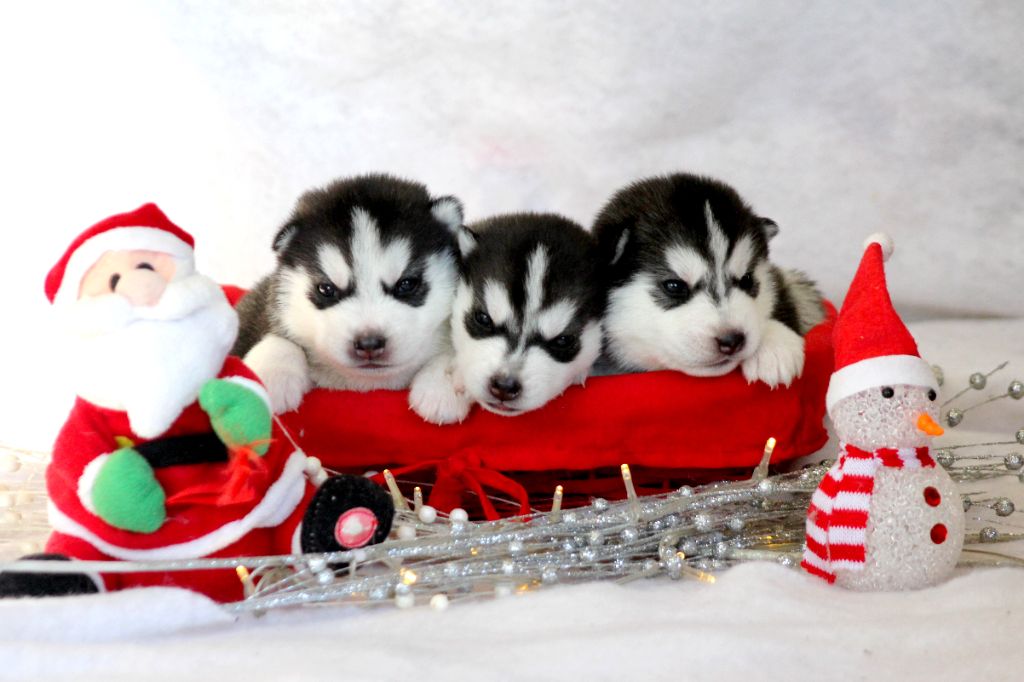 chiot Siberian Husky Des Sarmentins