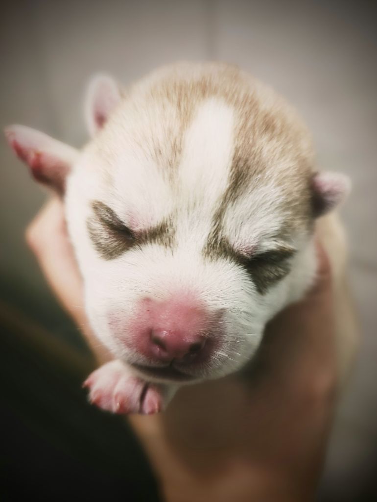 Des Sarmentins - Chiot disponible  - Siberian Husky