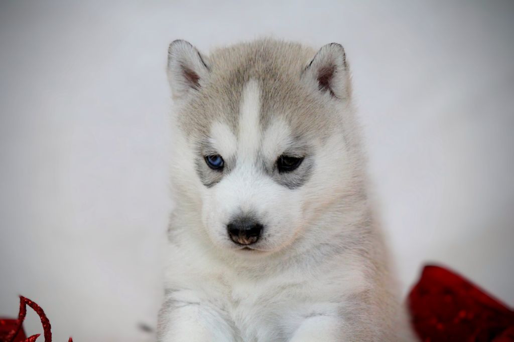 Des Sarmentins - Chiot disponible  - Siberian Husky