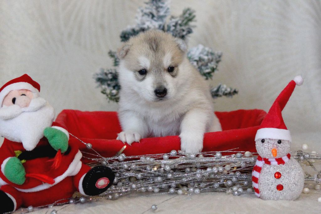 Des Sarmentins - Chiot disponible  - Siberian Husky