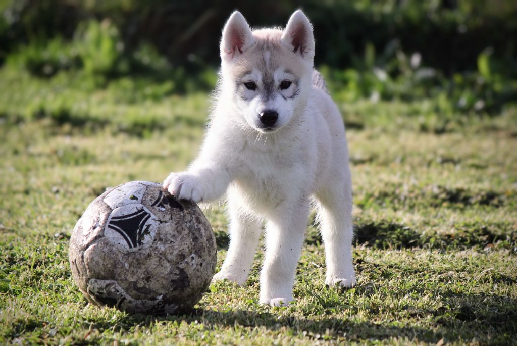 Des Sarmentins - Chiot disponible  - Siberian Husky