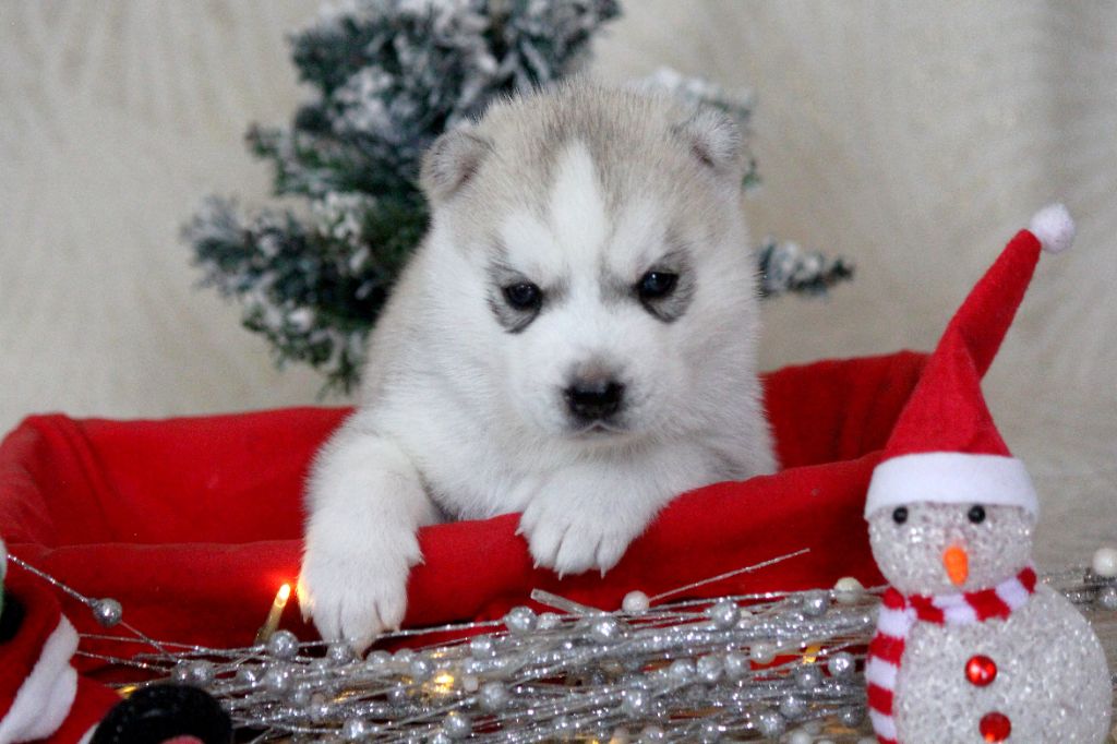 Des Sarmentins - Chiot disponible  - Siberian Husky