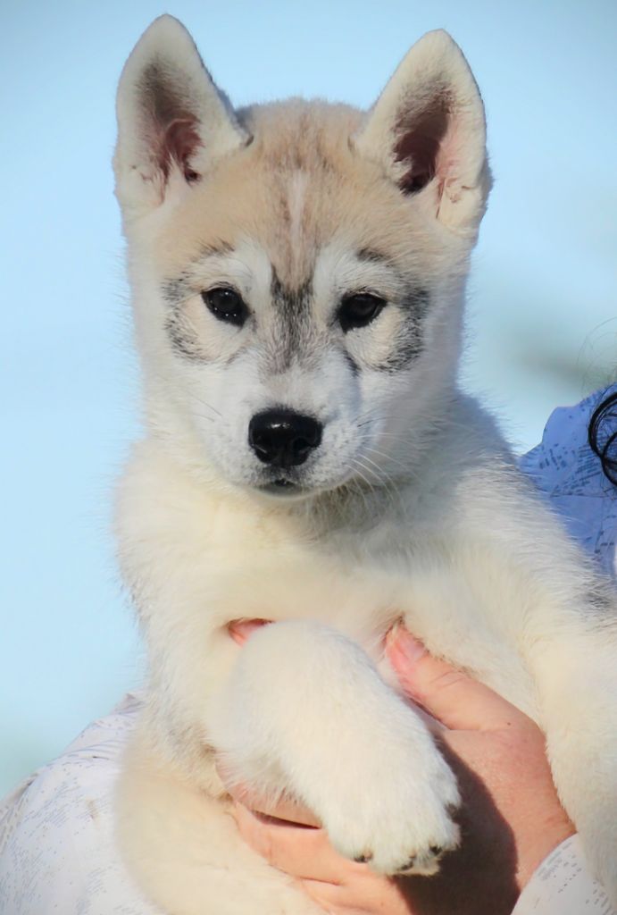 Des Sarmentins - Chiot disponible  - Siberian Husky