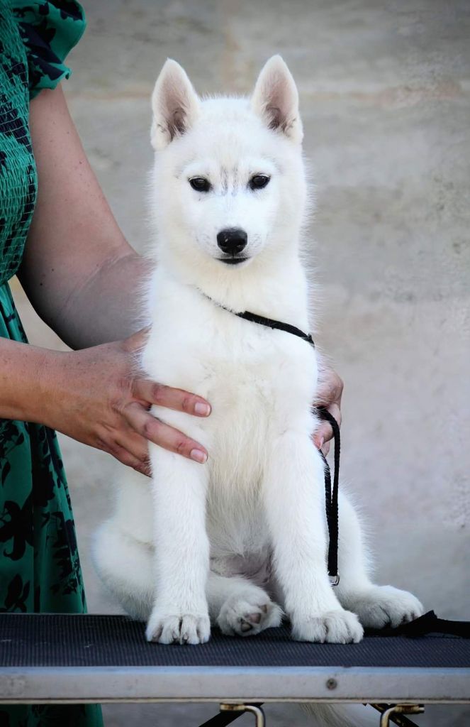 Des Sarmentins - Chiot disponible  - Siberian Husky