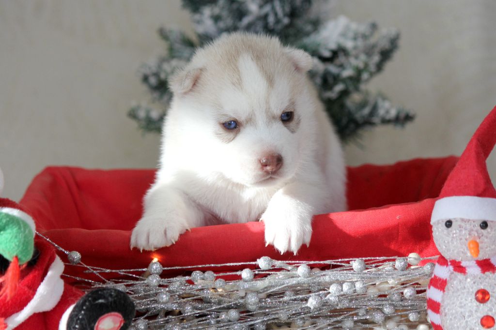 Des Sarmentins - Chiot disponible  - Siberian Husky