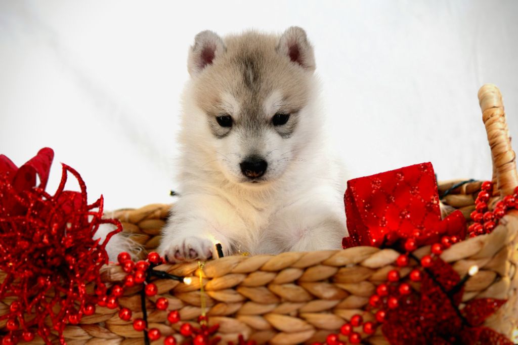 Des Sarmentins - Chiot disponible  - Siberian Husky