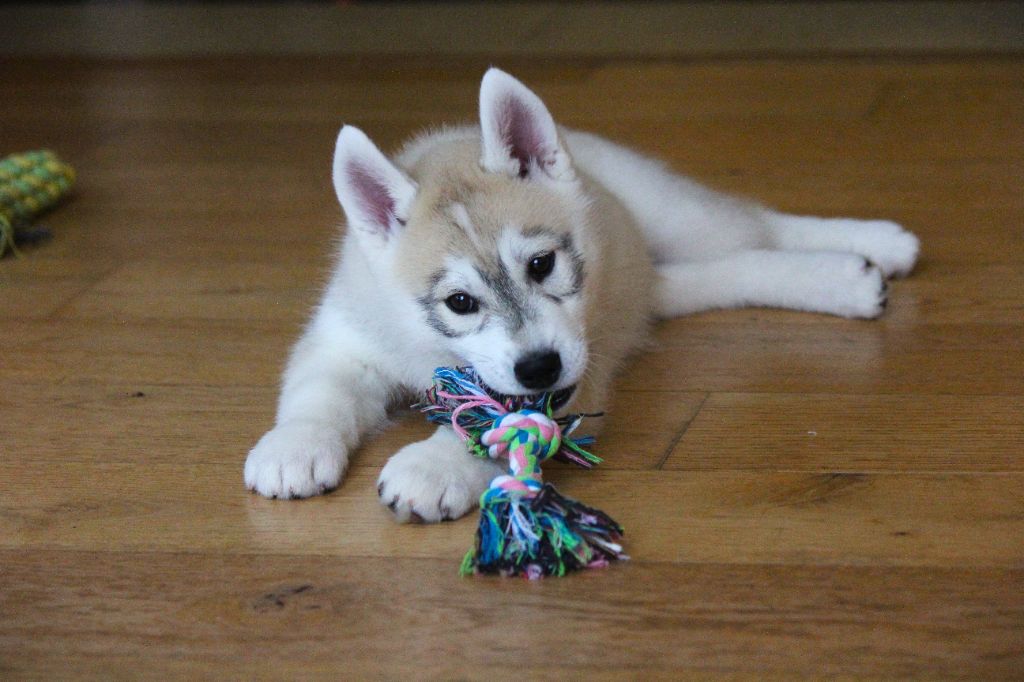 Des Sarmentins - Chiot disponible  - Siberian Husky