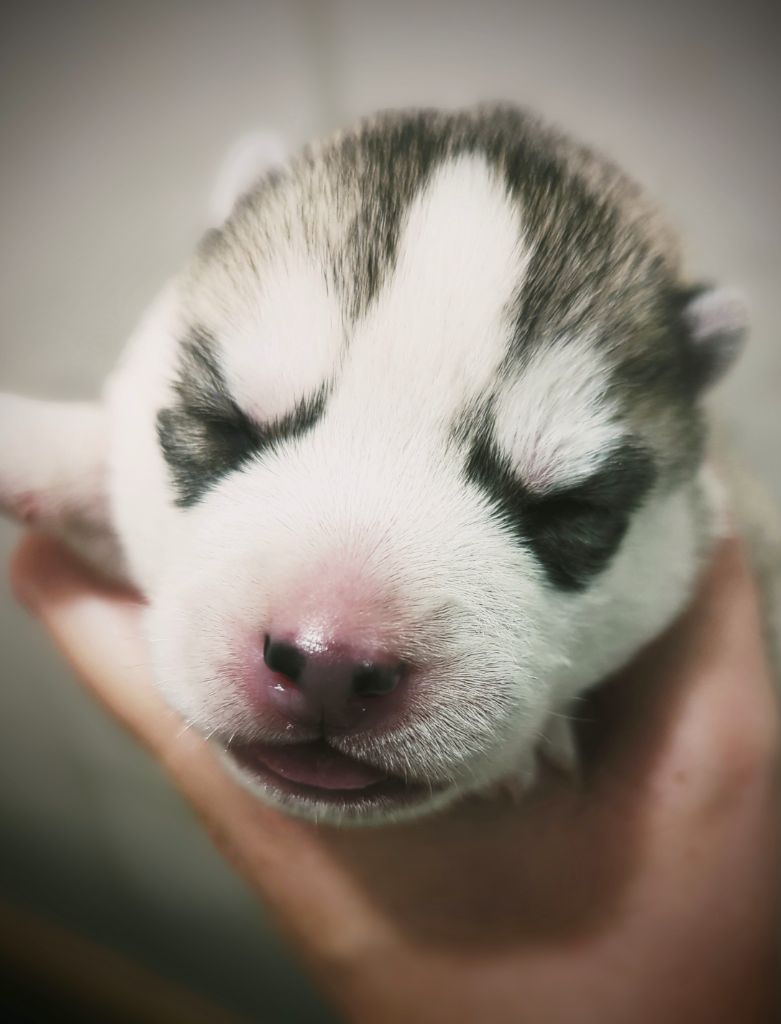 Des Sarmentins - Chiot disponible  - Siberian Husky