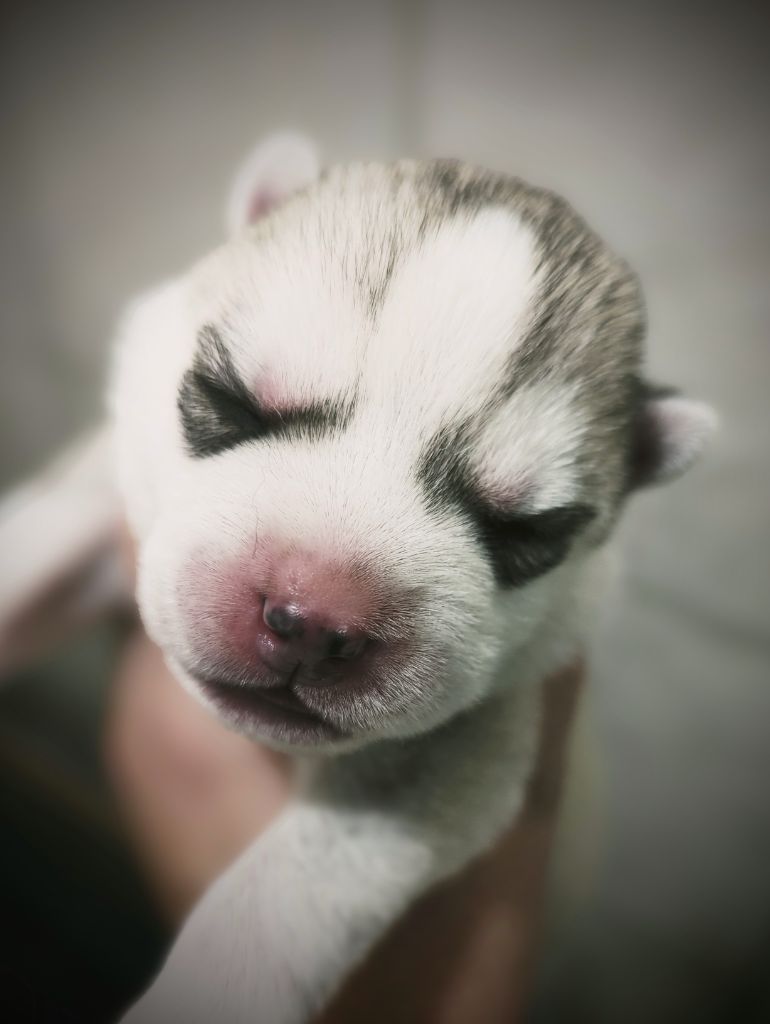 Des Sarmentins - Chiot disponible  - Siberian Husky