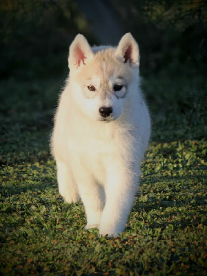 Des Sarmentins - Siberian Husky - Portée née le 23/11/2024