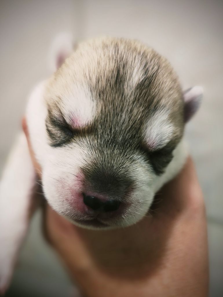 Des Sarmentins - Chiot disponible  - Siberian Husky