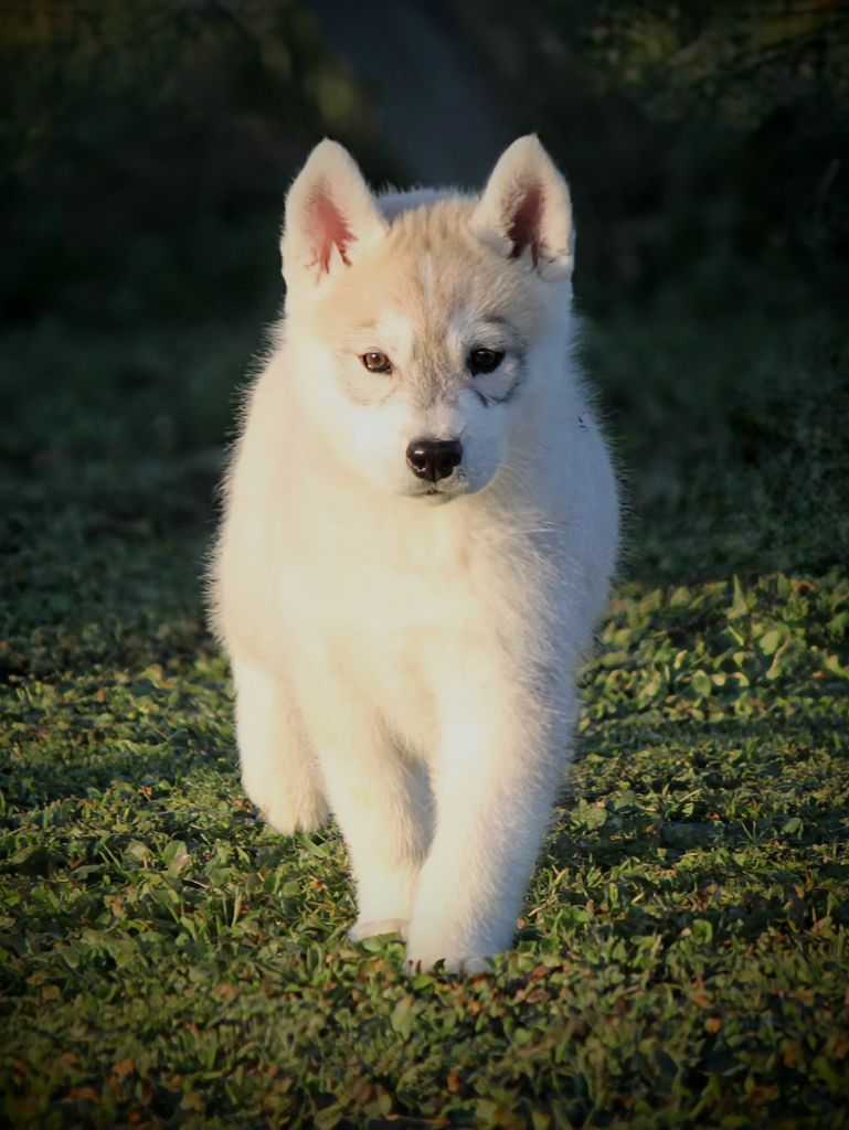 Des Sarmentins - Chiot disponible  - Siberian Husky