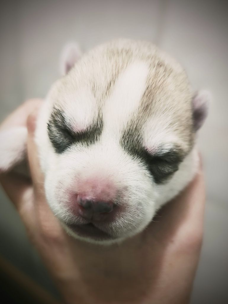 Des Sarmentins - Chiot disponible  - Siberian Husky