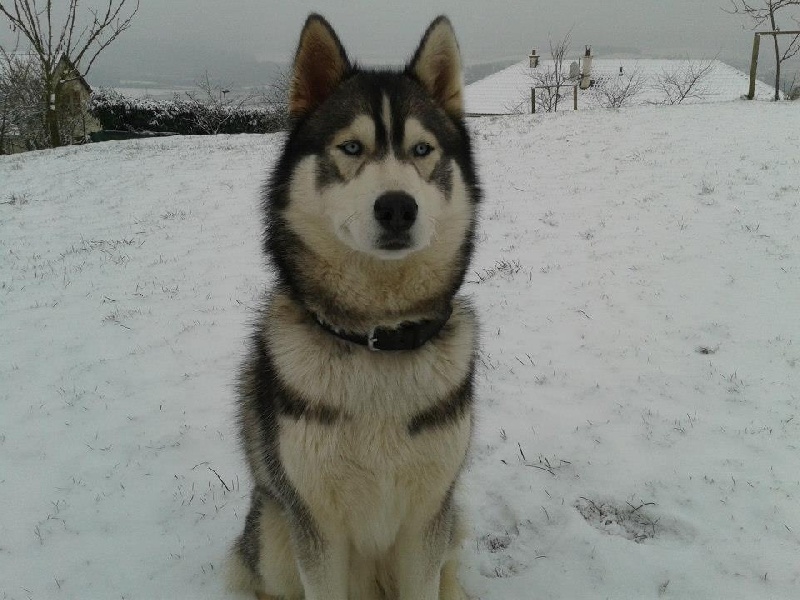 Hey beautiful boy dit cesur Des Sarmentins