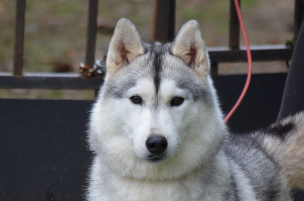 Magic hawks Des Sarmentins