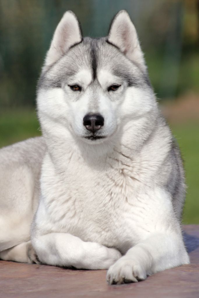 Sweet sarmentine of Arctic Wolf Dream