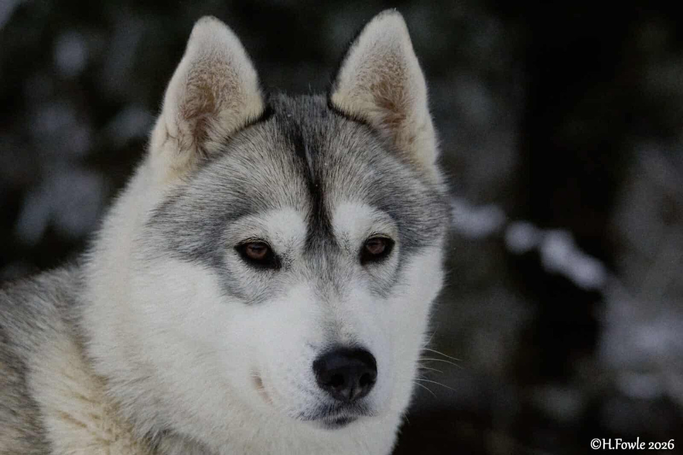 Under-the-light Des Sarmentins