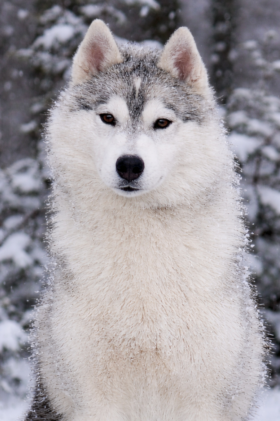 Australe Des Sarmentins