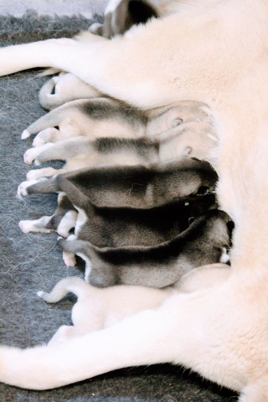 Des Sarmentins - Chiots Vi
