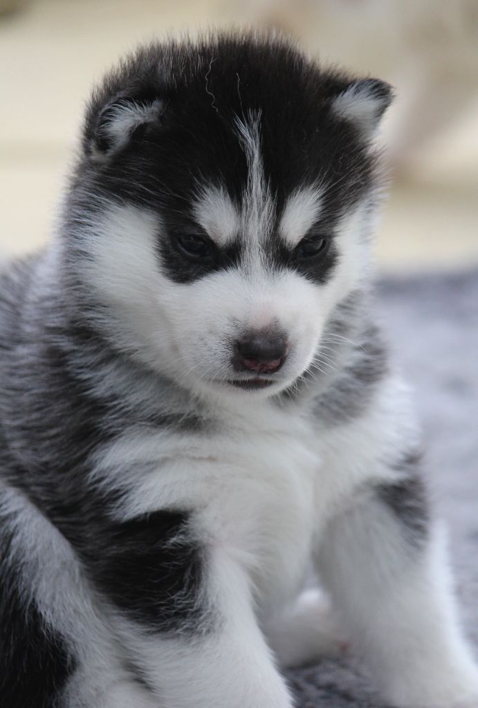 Des Sarmentins - Chiots disponibles - Siberian Husky