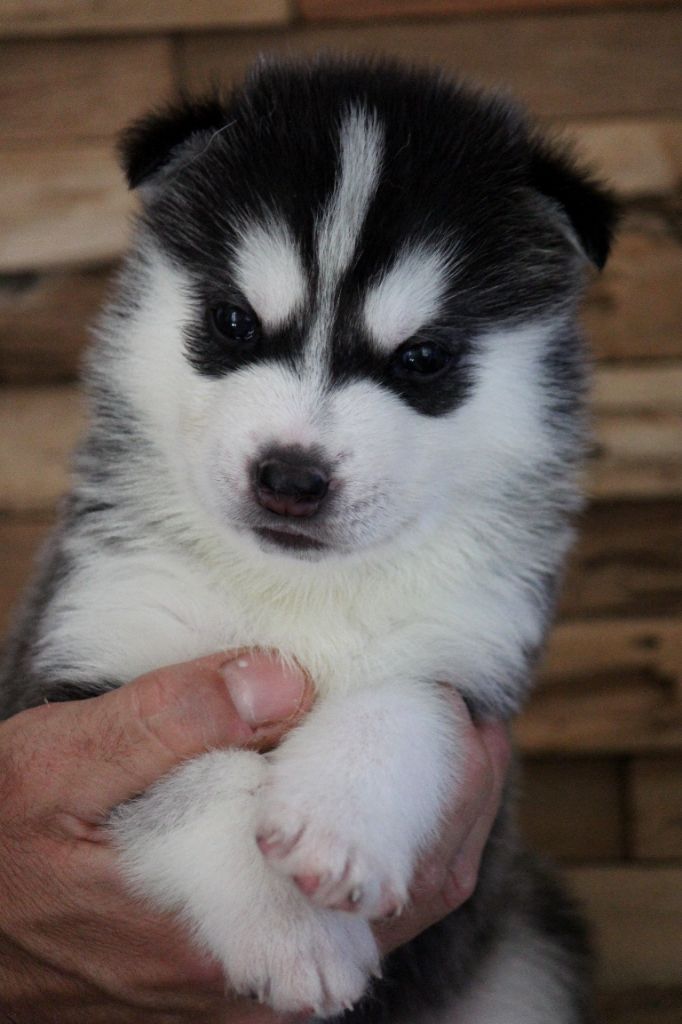 Des Sarmentins - Chiots disponibles - Siberian Husky