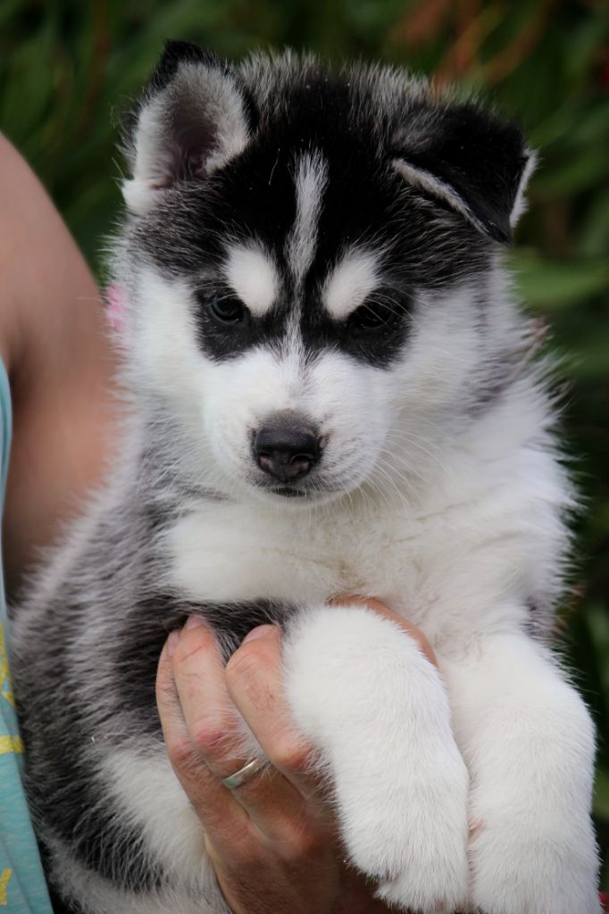 Des Sarmentins - Chiots disponibles - Siberian Husky