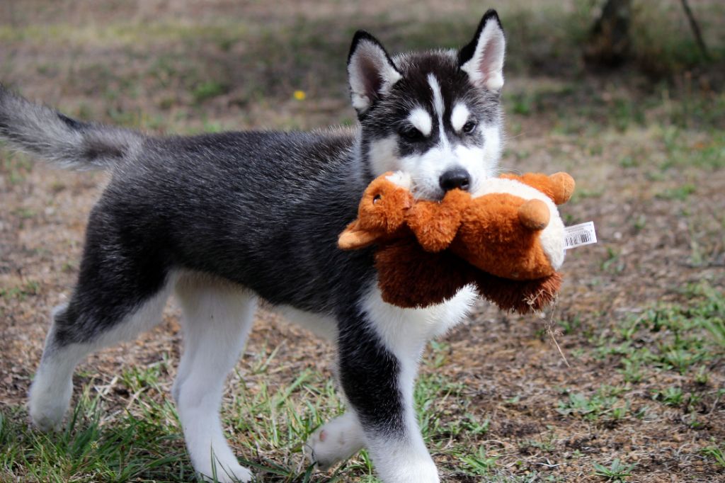 Des Sarmentins - Chiots disponibles - Siberian Husky