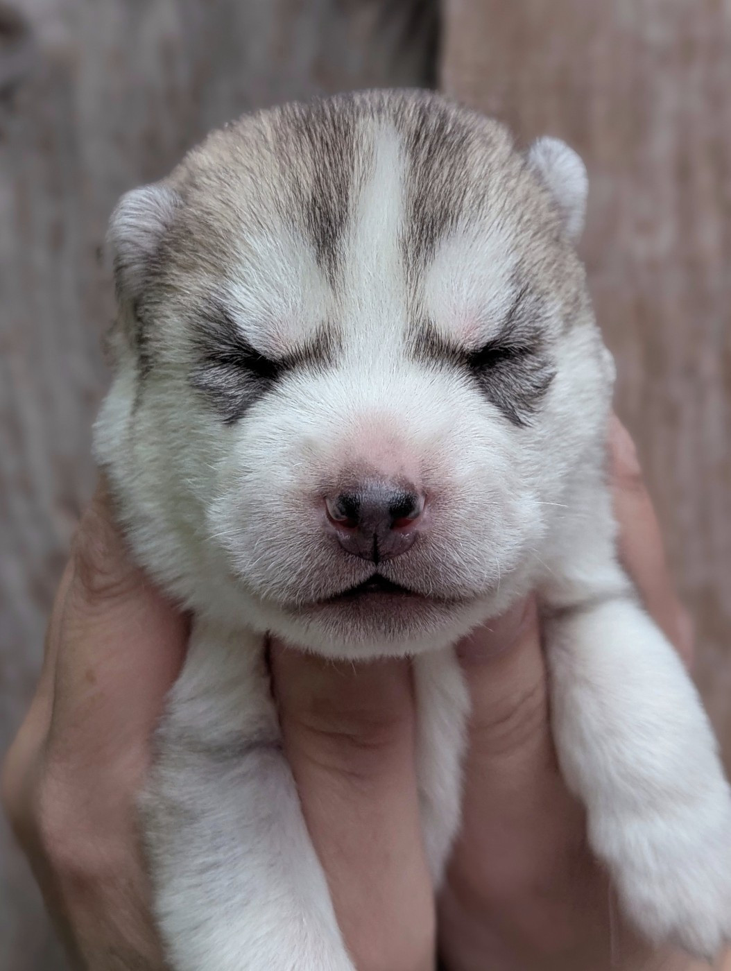 Des Sarmentins - Chiots disponibles - Siberian Husky