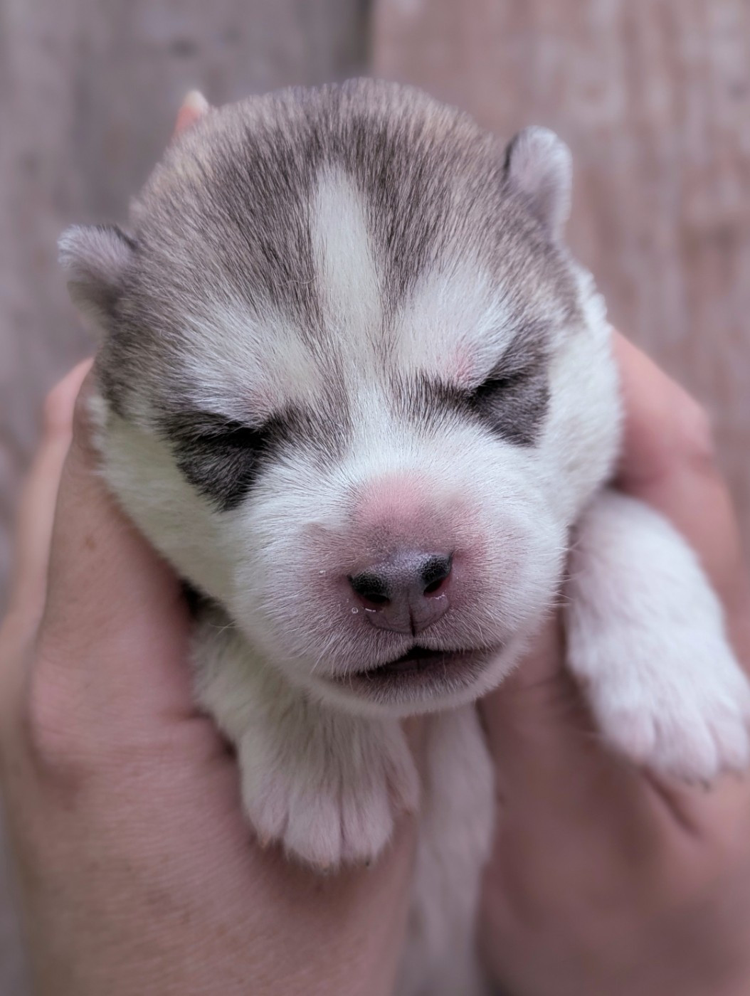 Des Sarmentins - Chiots disponibles - Siberian Husky