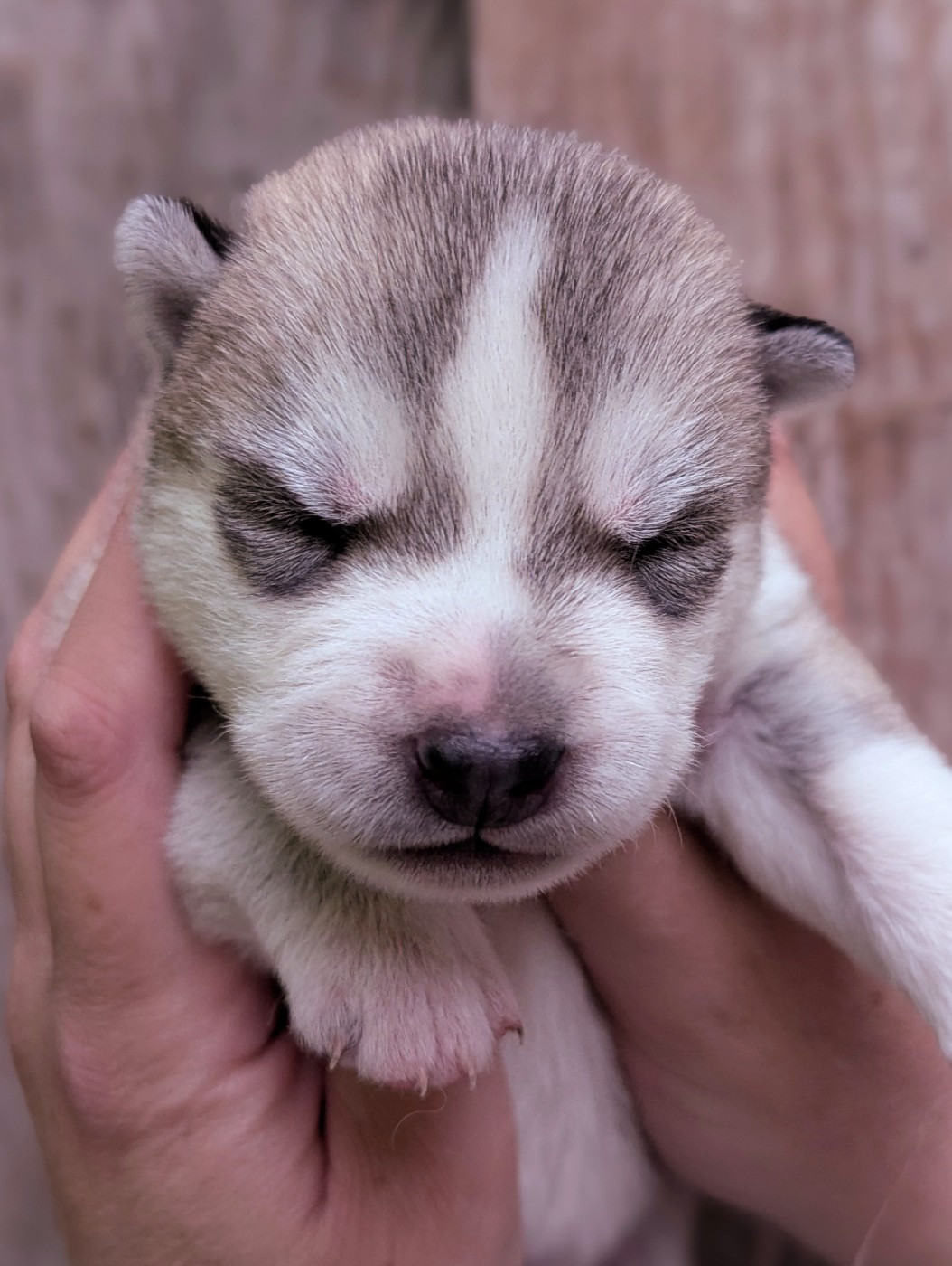 Des Sarmentins - Chiots disponibles - Siberian Husky