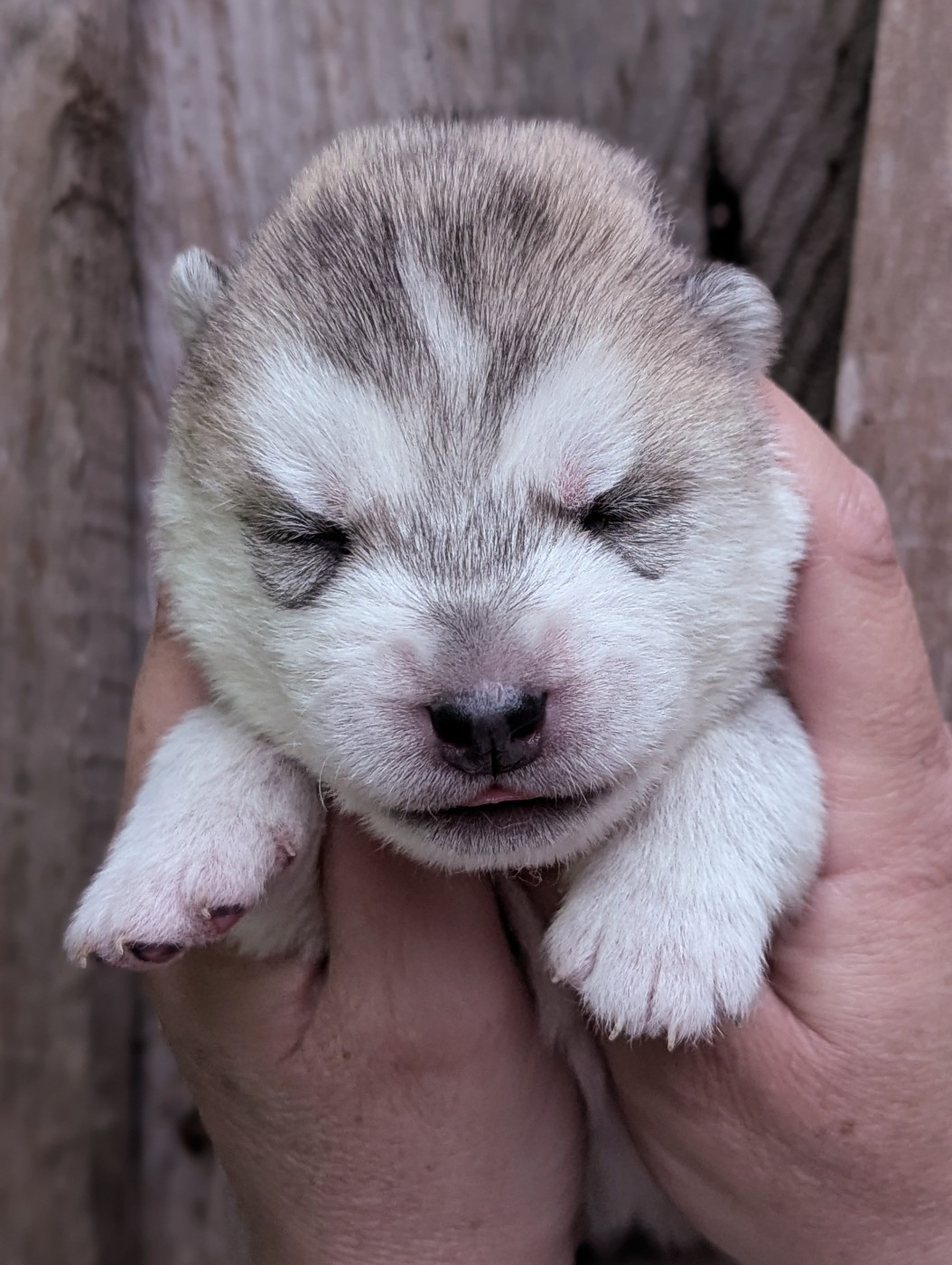 Des Sarmentins - Chiots disponibles - Siberian Husky