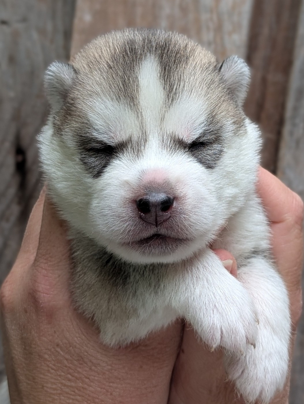 Des Sarmentins - Chiots disponibles - Siberian Husky