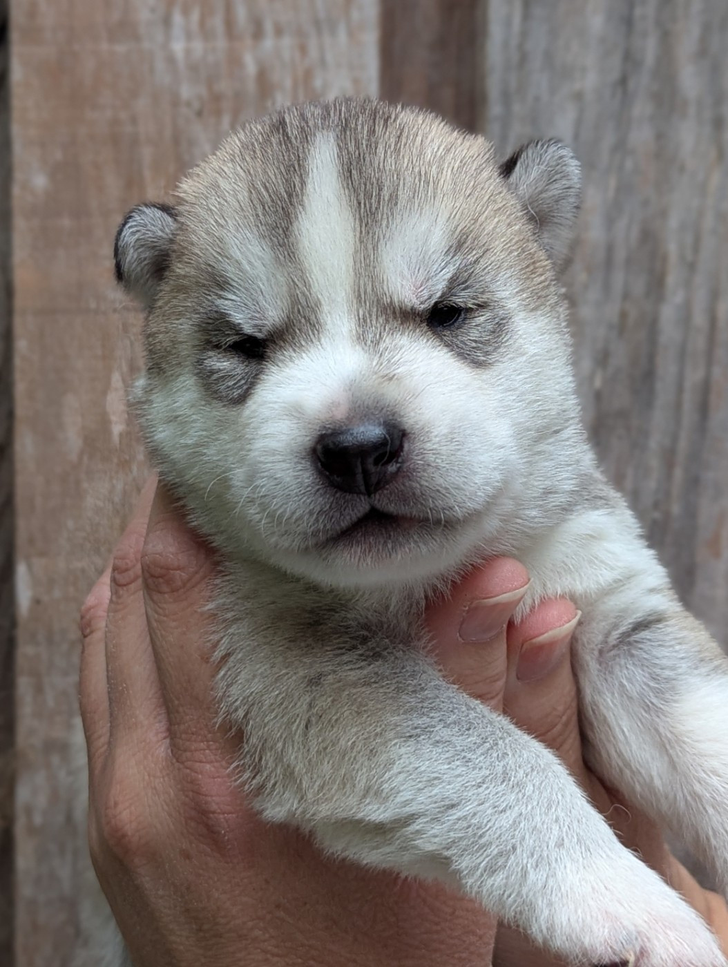 Des Sarmentins - Chiots disponibles - Siberian Husky