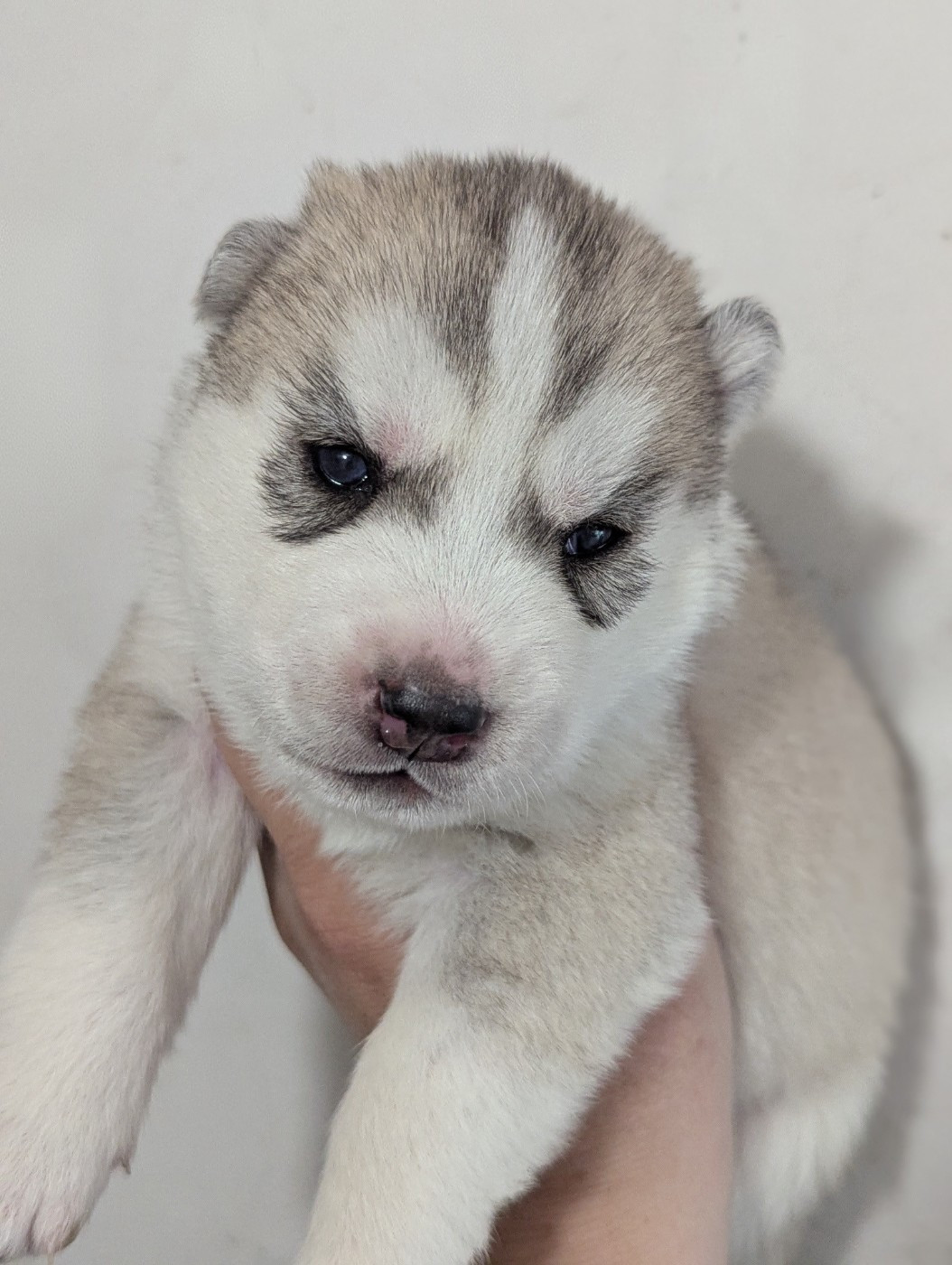 Des Sarmentins - Chiots disponibles - Siberian Husky
