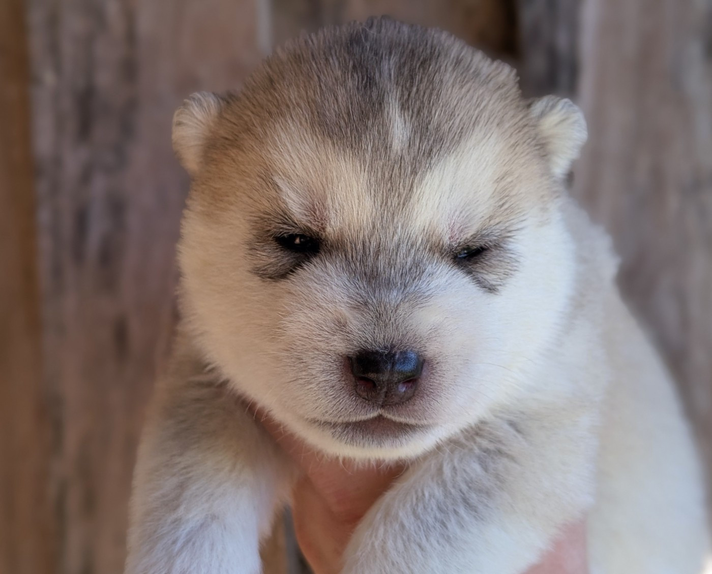 Des Sarmentins - Chiots disponibles - Siberian Husky