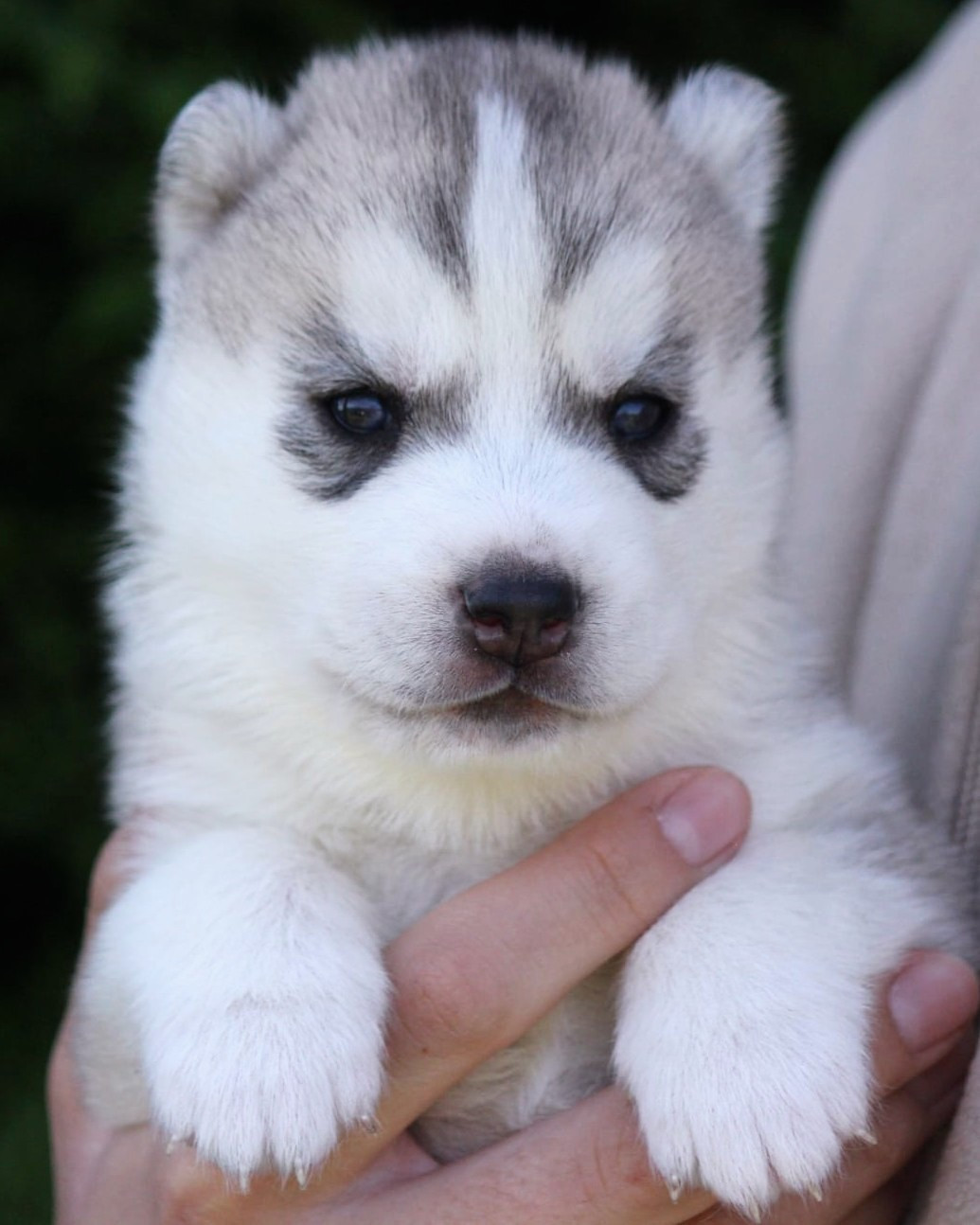 Des Sarmentins - Chiots disponibles - Siberian Husky