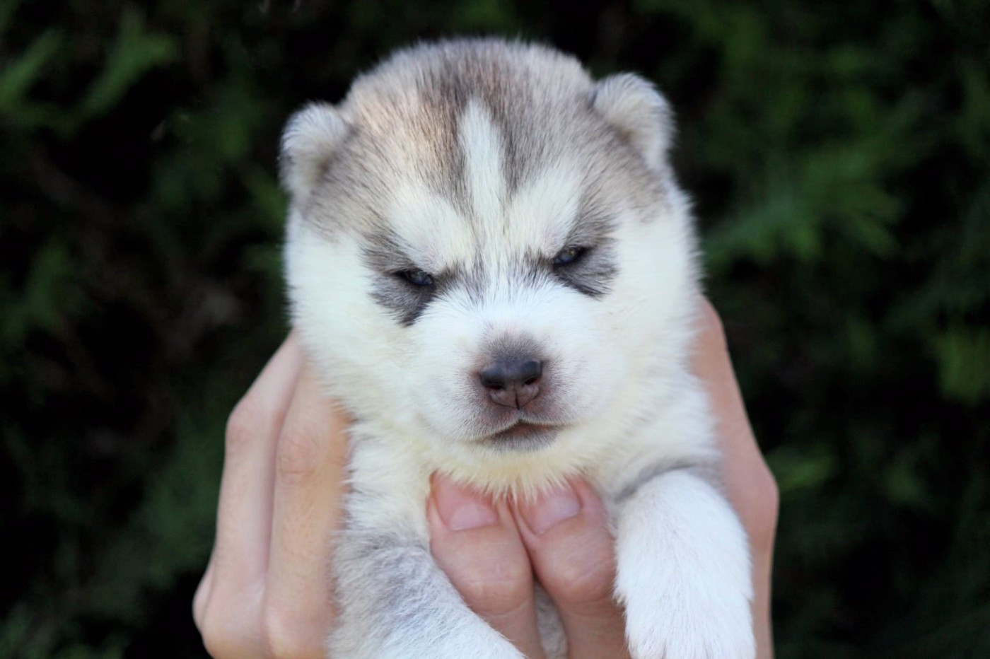 Des Sarmentins - Chiots disponibles - Siberian Husky