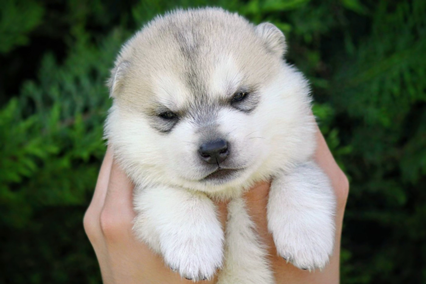 Des Sarmentins - Chiots disponibles - Siberian Husky