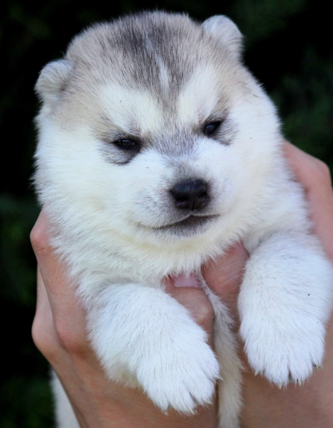 Des Sarmentins - Chiots disponibles - Siberian Husky
