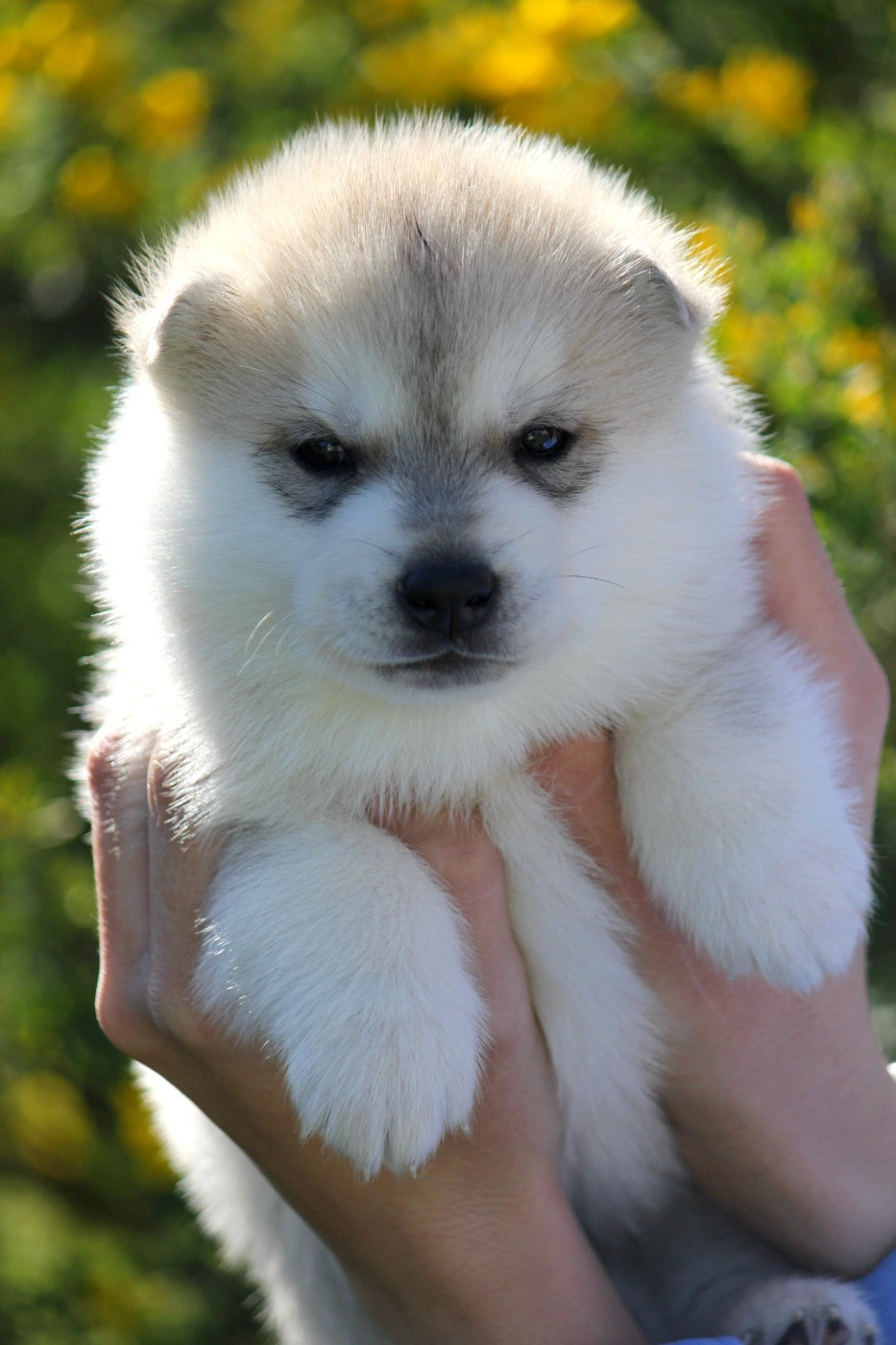 Des Sarmentins - Chiots disponibles - Siberian Husky