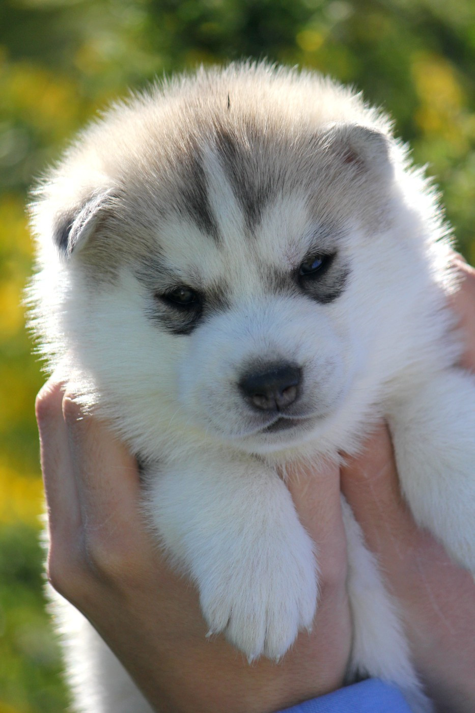 Des Sarmentins - Chiots disponibles - Siberian Husky
