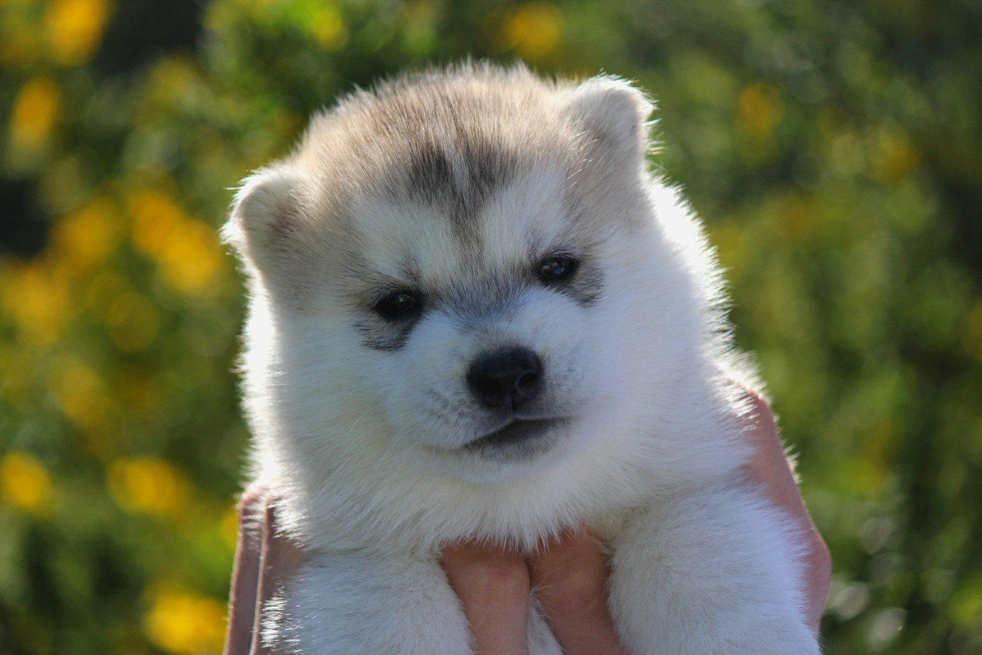 Des Sarmentins - Chiots disponibles - Siberian Husky