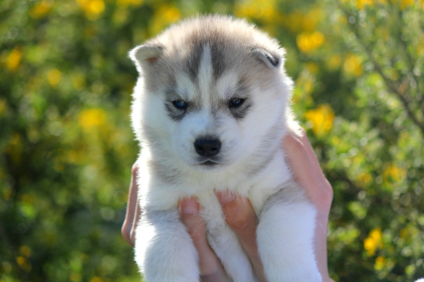 Des Sarmentins - Chiots disponibles - Siberian Husky