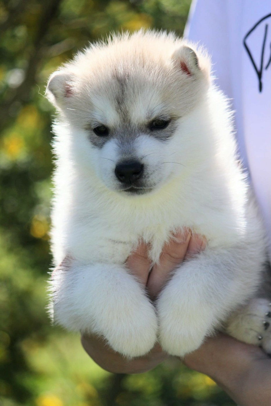 Des Sarmentins - Chiots disponibles - Siberian Husky