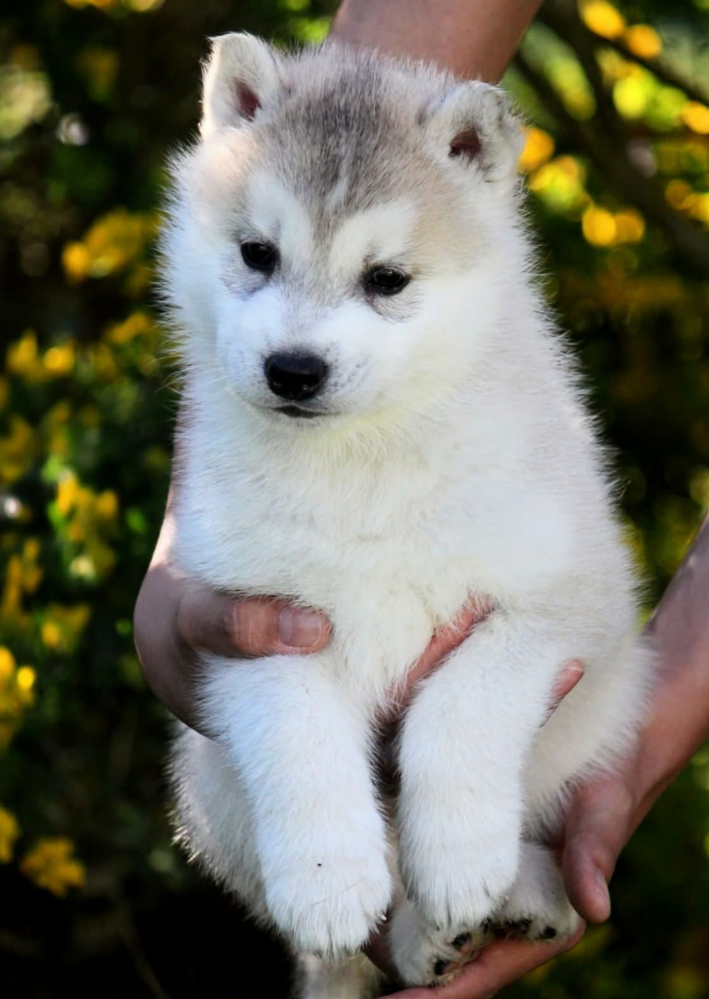Des Sarmentins - Chiots disponibles - Siberian Husky
