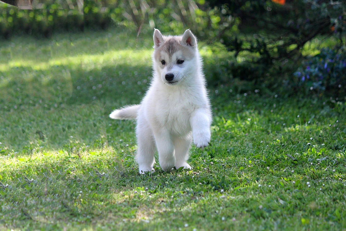 Des Sarmentins - Chiots disponibles - Siberian Husky