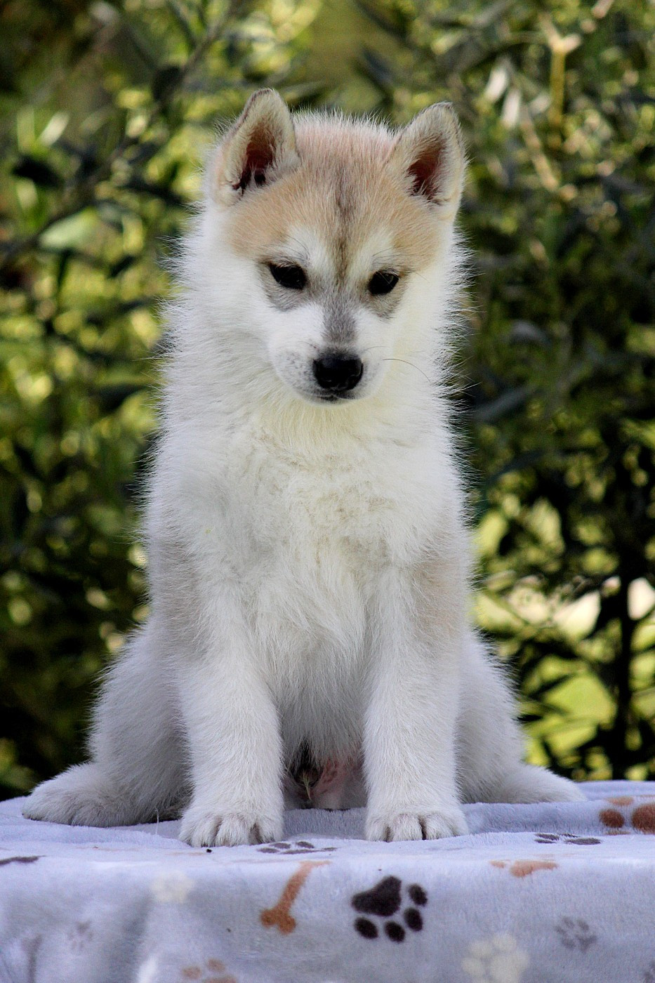 Des Sarmentins - Chiots disponibles - Siberian Husky