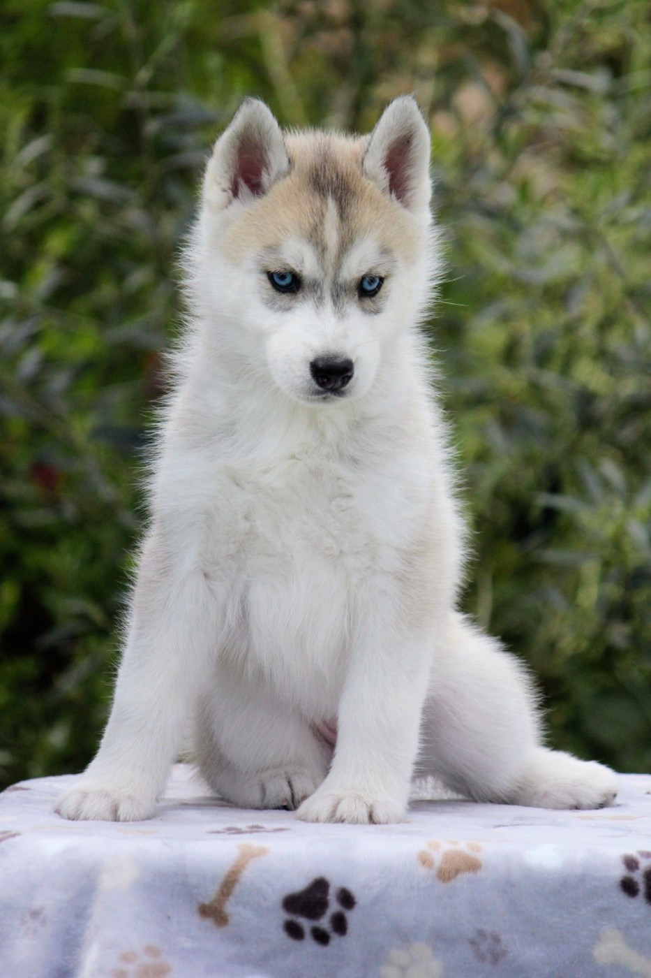 Des Sarmentins - Chiots disponibles - Siberian Husky